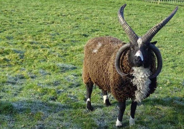 The secret of the four-horned goats has its origins in a specific gene.